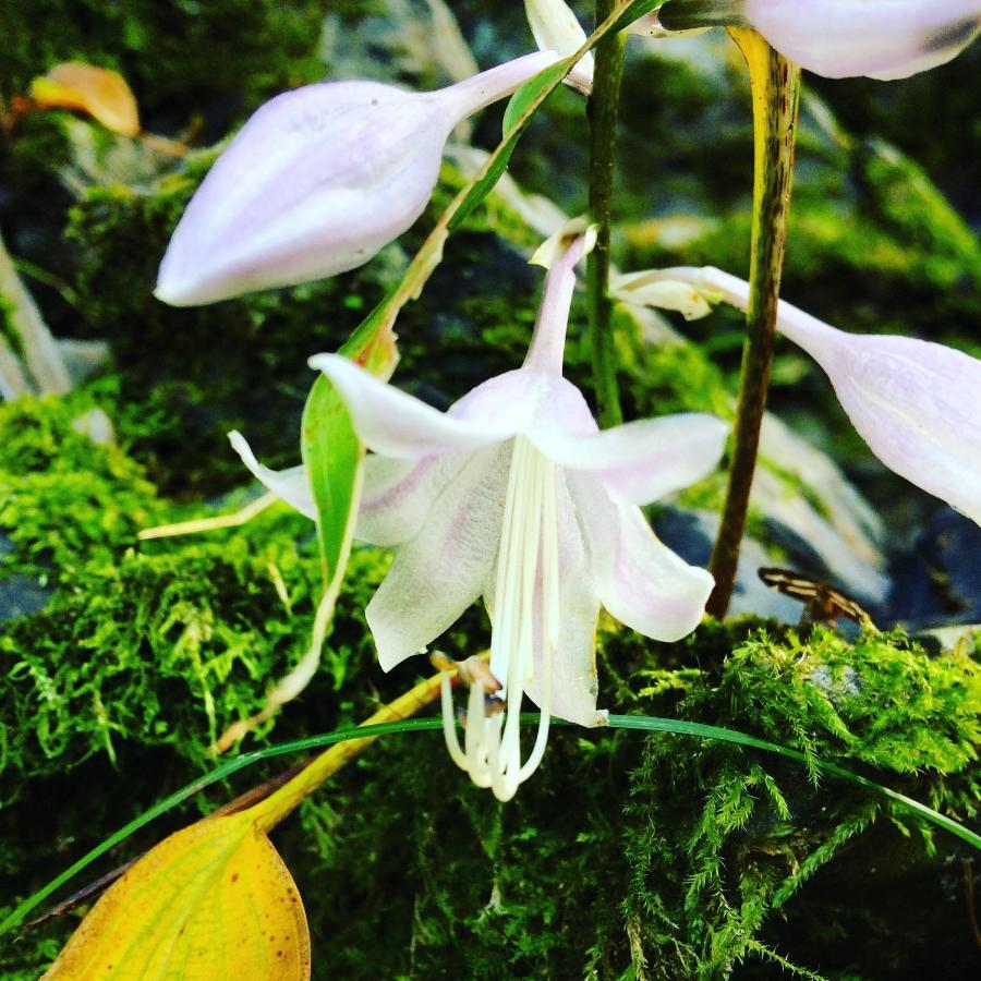 Otsu Nature Garden Akiruno المظهر الخارجي الصورة