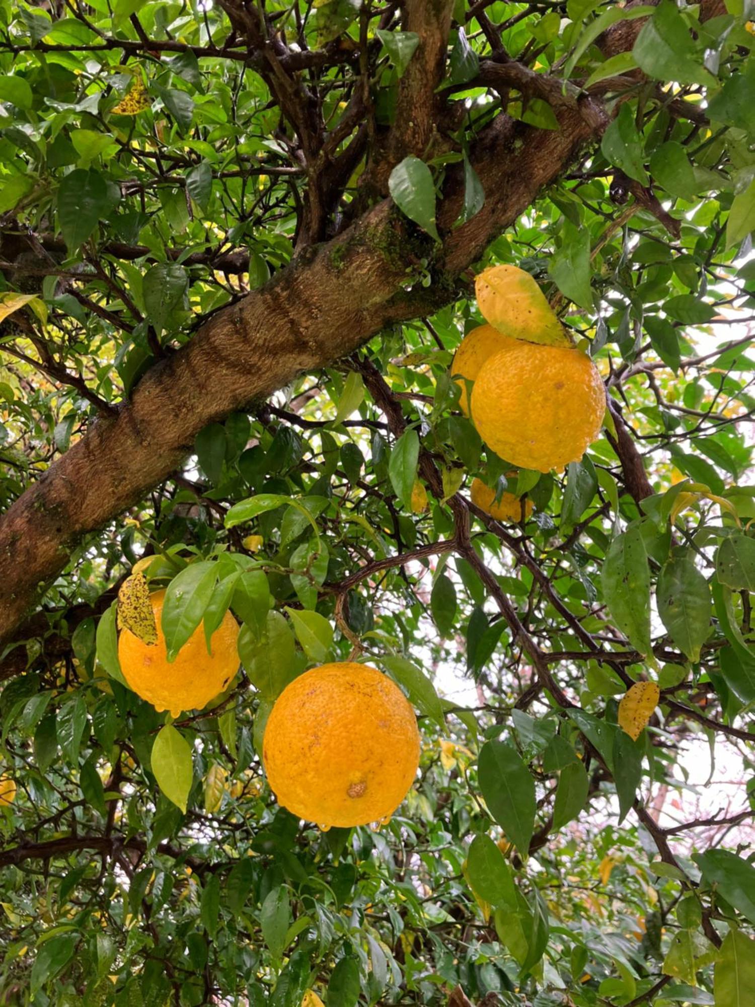 Otsu Nature Garden Akiruno المظهر الخارجي الصورة
